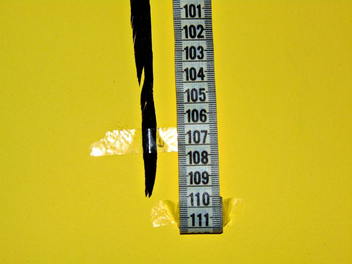 1. m 09,5 cm. lungime