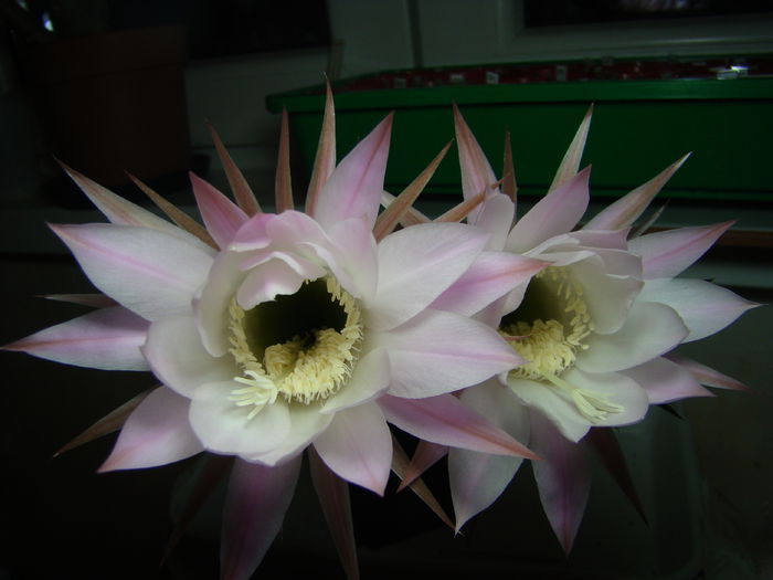 Echinopsis sp - Echinopsis 2014