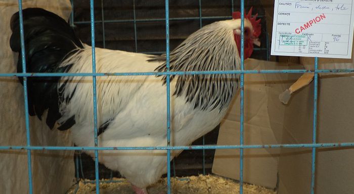 Campion Nat 2014 Suceava