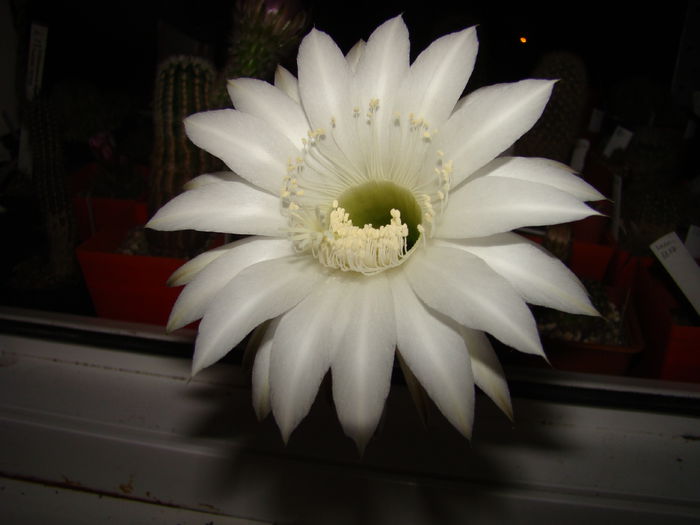 Echinopsis sp