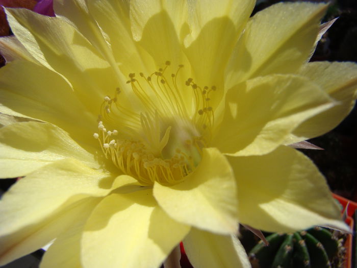 Echinopsis sp - Echinopsis 2014