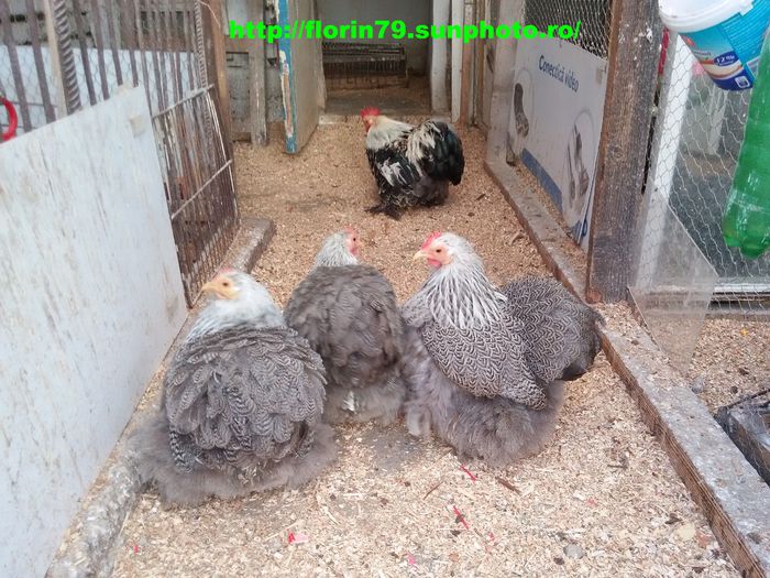 cochin pitic herminat inchis familia 1