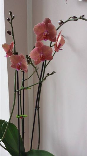  - Orhidea Phalaenopsis