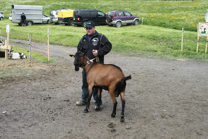 Alpinul fara coarne - Rase de oi si capre-Poze deosebite-6