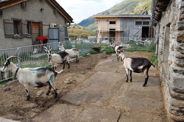 Capre Paun in adapost - Rase de oi si capre-Poze deosebite-6