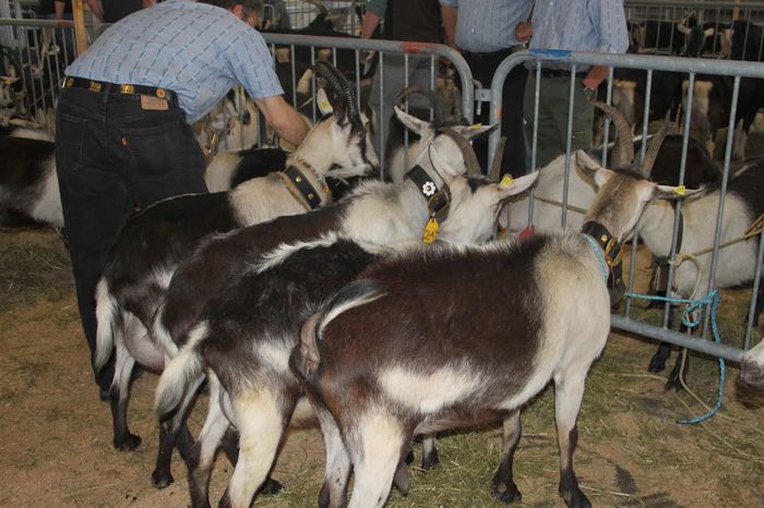Capritele Paun la stand - Rase de oi si capre-Poze deosebite-6