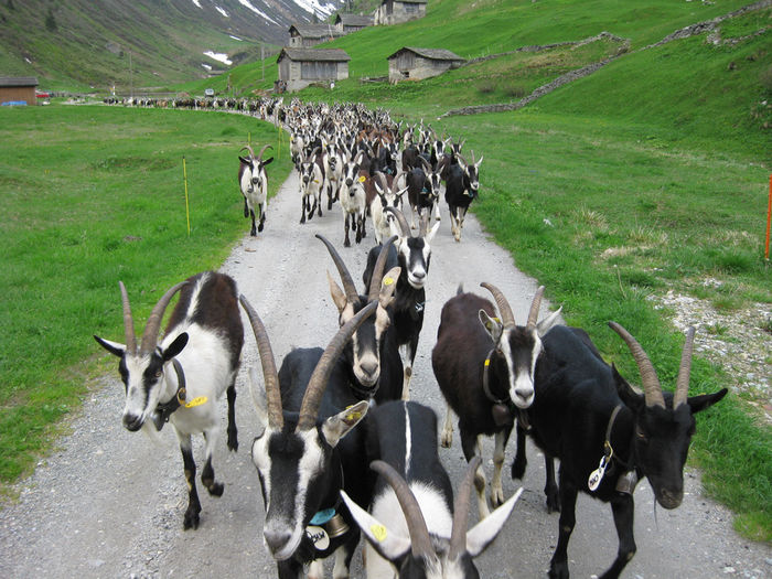 Da , frumoase capre ce sa mai zicem - Rase de oi si capre-Poze deosebite-6