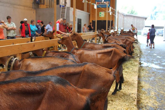 Numai pielea si osul dar bune de lapte - Rase de oi si capre-Poze deosebite-6