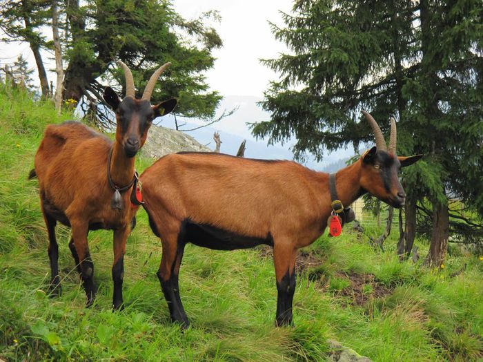 Roscatele de Alpine-6 - Rase de oi si capre-Poze deosebite-6