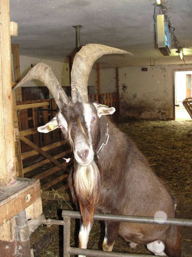Tapul Toggenburg cu barba mare - Rase de oi si capre-Poze deosebite-6