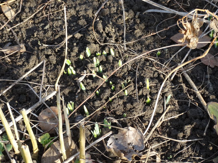 DSC09110 - Plante in gradina 2015