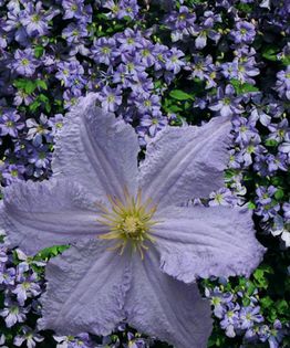 CLEMATITA BLUE ANGEL