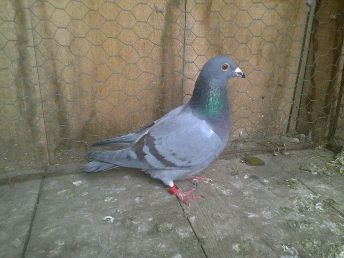 Imag 012850 - Femele