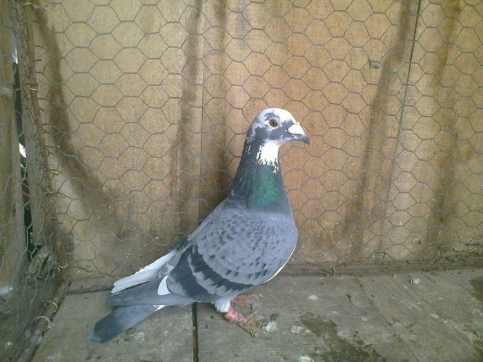 Imag 012867 - Femele