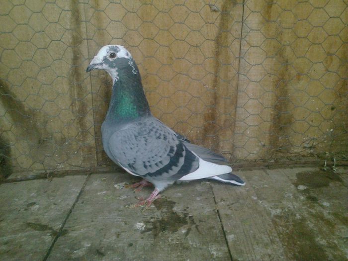 Imag 012869 - Femele