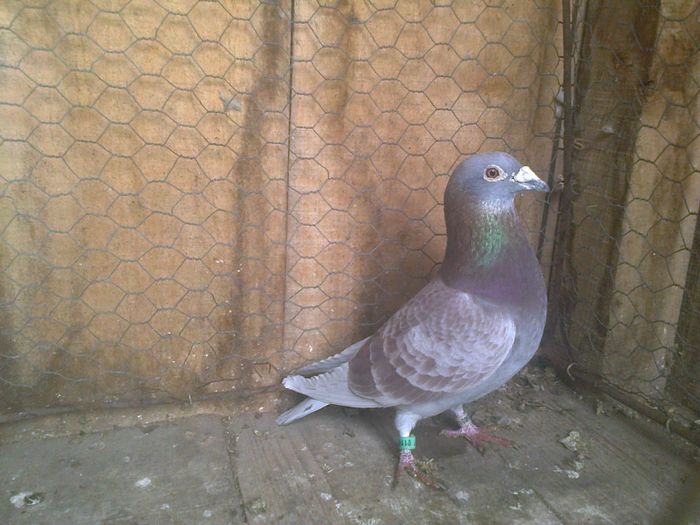 Imag 012900