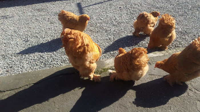 20150203_124824 - Cochinchina galben urias 2014