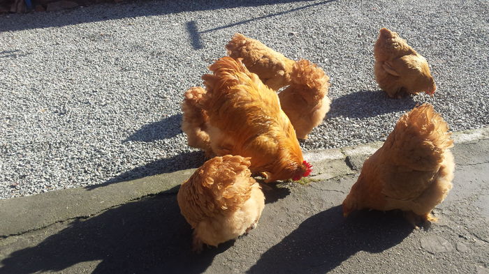 20150203_124828 - Cochinchina galben urias 2014