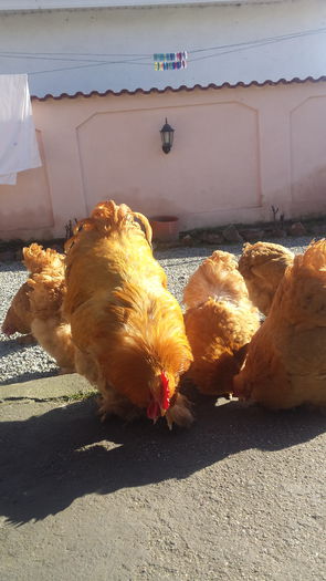 20150203_124835 - Cochinchina galben urias 2014