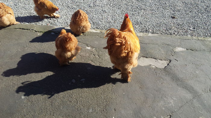 20150203_125437 - Cochinchina galben urias 2014