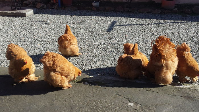 20150203_125445 - Cochinchina galben urias 2014