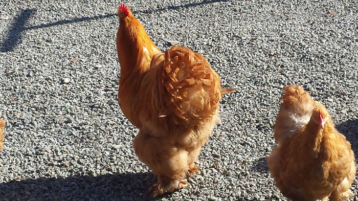 20150203_125453 - Cochinchina galben urias 2014