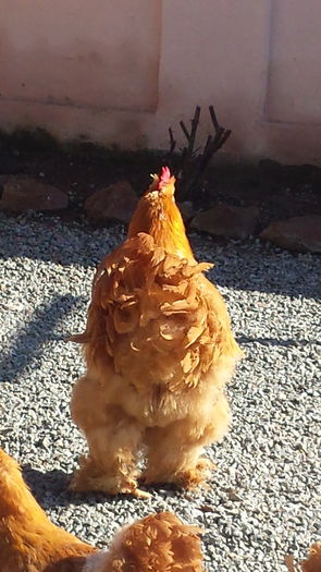 20150203_125514 - Cochinchina galben urias 2014