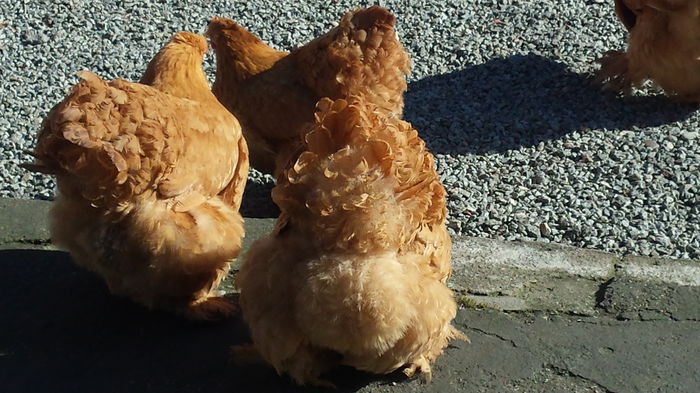 20150203_125457 - Cochinchina galben urias 2014