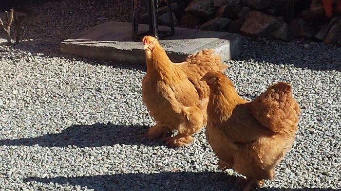 20150203_125504 - Cochinchina galben urias 2014