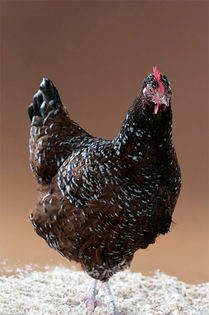 Sussex Hen
