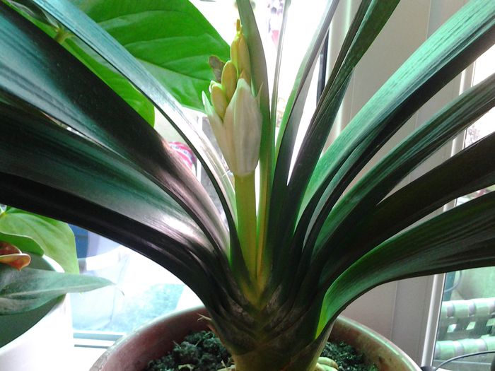 20150203_141459 - clivia miniata