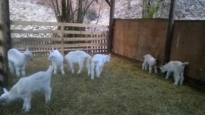 WP_20150203_017 - 1 Iezi saanen de vanzare 2015