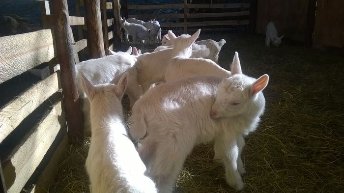 WP_20150203_018 - 1 Iezi saanen de vanzare 2015