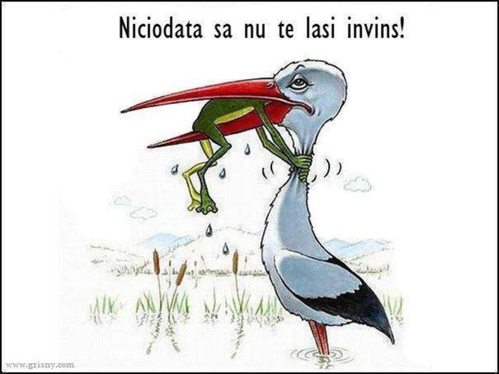 10636141_1441314366158915_2864824738088626501_n