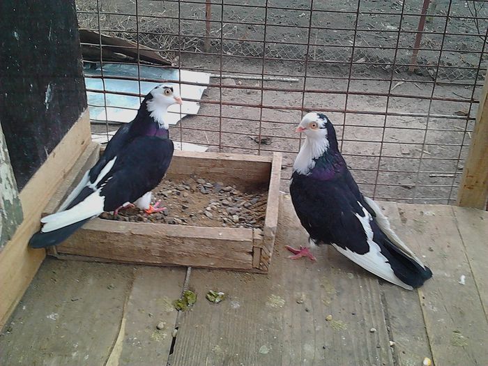 da-ti andreipetronel.sunphoto.ro