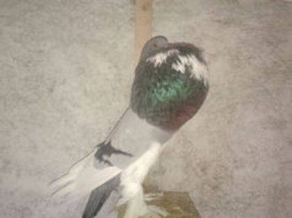 101197022_LIOOBDN - Poze cu Gusat de Pomerania selectate de pe net ce-mi plac