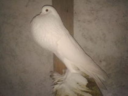 101197033_CEYJQZB - Poze cu Gusat de Pomerania selectate de pe net ce-mi plac