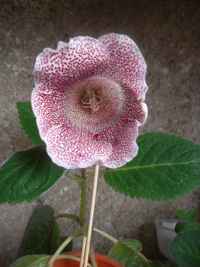 Crep de Chine  superba... - Gloxinia 2014