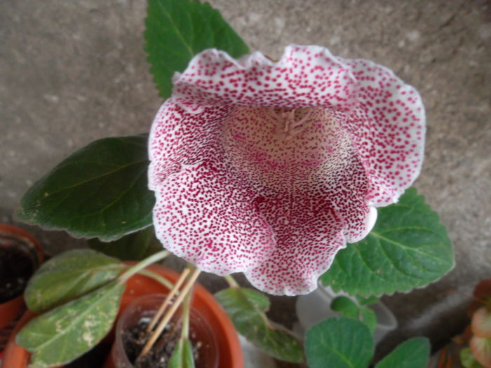 Aceeasi - Gloxinia 2014