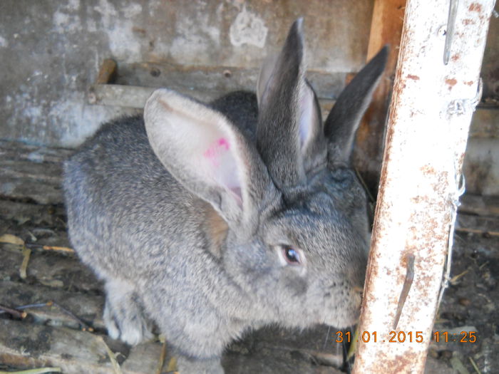 Picture 055 - februarie 2015
