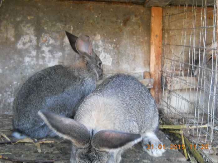Picture 059 - februarie 2015