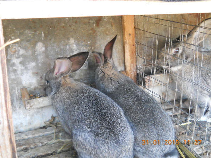 Picture 065