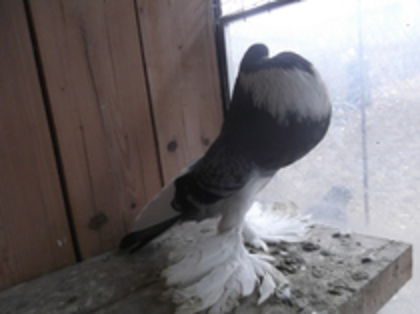83184860_ICANIMB - Poze cu Gusat de Pomerania selectate de pe net ce-mi plac