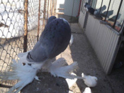 84850558_BQZCLLS3 - Poze cu Gusat de Pomerania selectate de pe net ce-mi plac