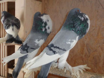 86202957_AUBKIQW3 - Poze cu Gusat de Pomerania selectate de pe net ce-mi plac