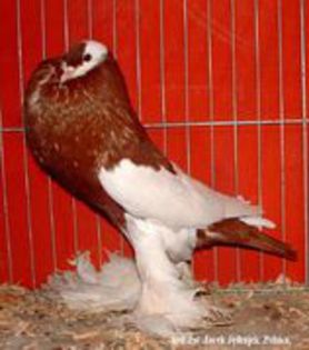 YWUHRPVPEXJHKRPKFYV - Poze cu Gusat de Pomerania selectate de pe net ce-mi plac
