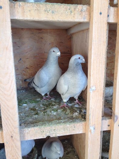 image - Porumbei 2015