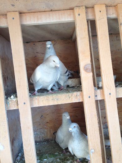 image - Porumbei 2015