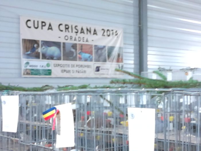  - COTOFENELE LA CUPA CRISANA 2014