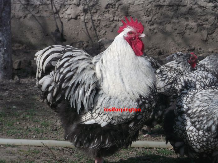 CAMPION NATIONAL 2013 SANICOLAUMARE